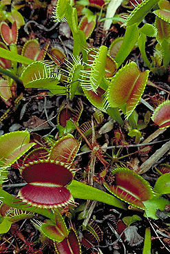 A leafy and green bug eater