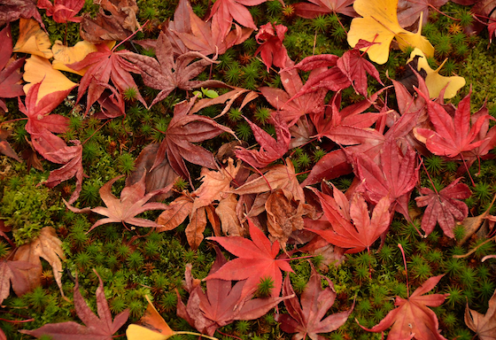 Autumn leaves - original