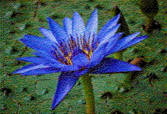 Nymphaea caerulea - OpenEmulator 8-pixel