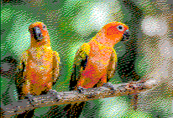 Parrots - Virtual II