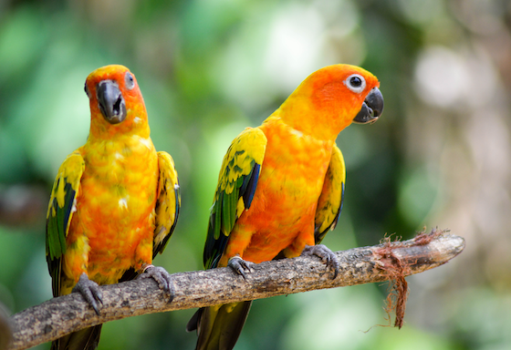 Parrots - original