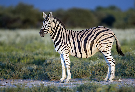 Zebra - original