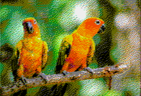 Two colourful parrots sitting on a branch