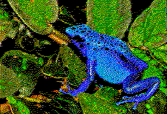 Dendrobates azureus - OpenEmulator 8-pixel