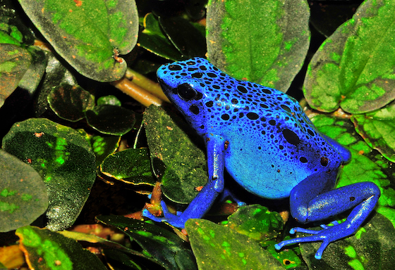 Dendrobates azureus - original