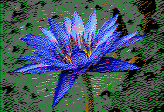 Nymphaea caerulea - Virtual II