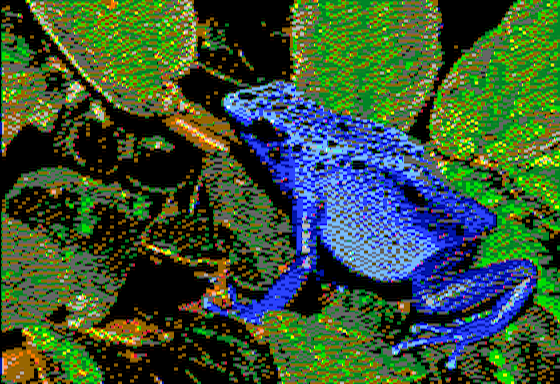 Dendrobates azureus - Virtual II