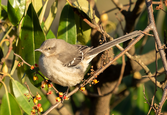 Mockingbird - original