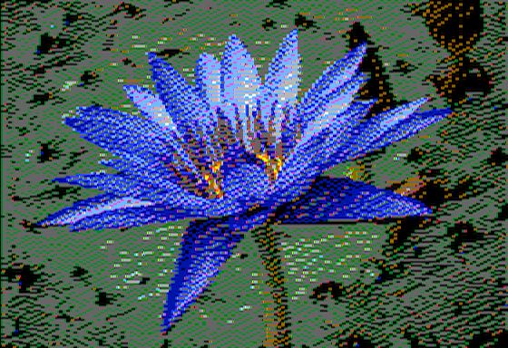 Nymphaea caerulea - Virtual II