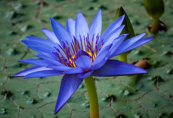 Nymphaea caerulea - original