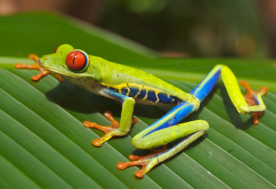 Red Eyed Tree Frog - original