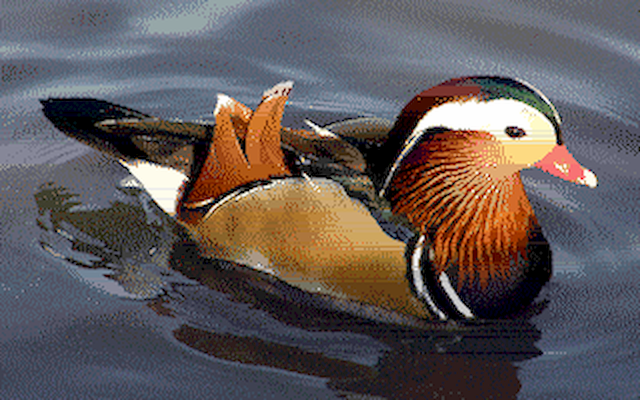 Mandarin duck