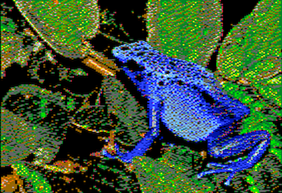 Dendrobates azureus - Virtual II