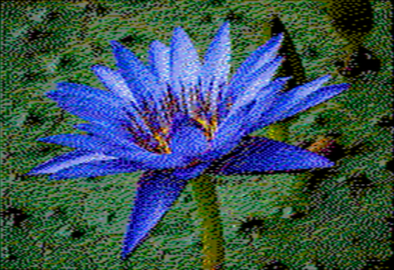 Nymphaea caerulea - OpenEmulator 8-pixel