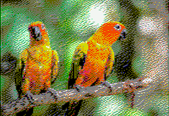 Two colourful parrots sitting on a branch