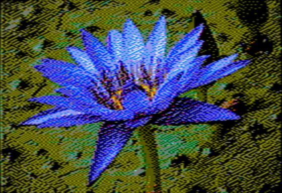 Nymphaea caerulea - NTSC OpenEmulator