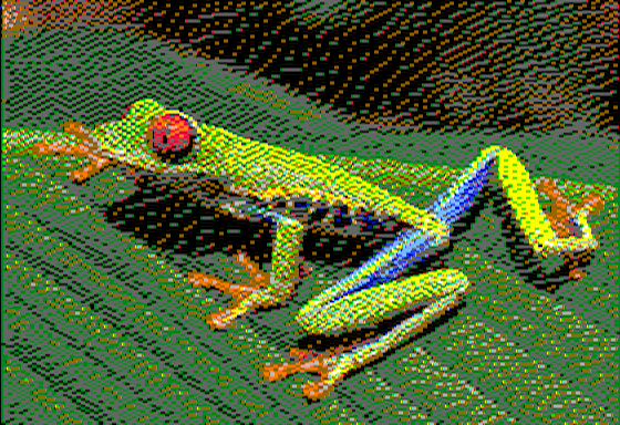 Red Eyed Tree Frog - ii-pix