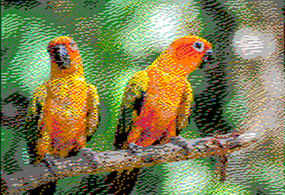 Parrots - Virtual II